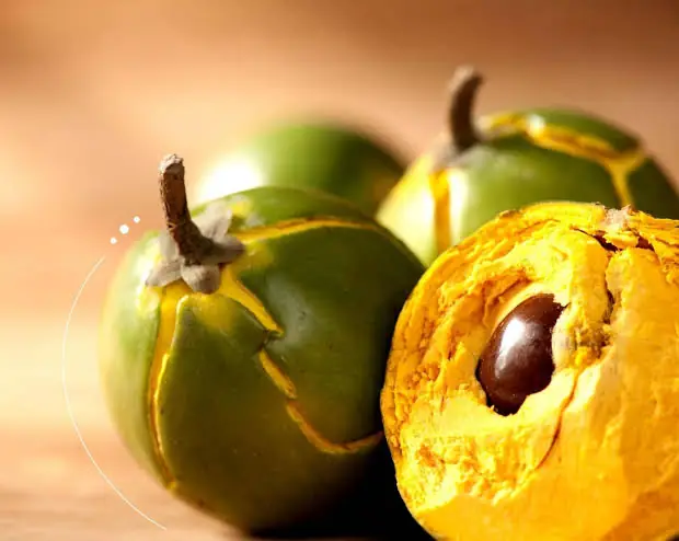 Lúcuma