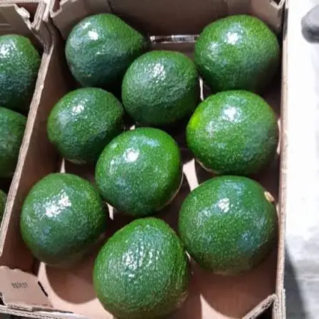 Palta