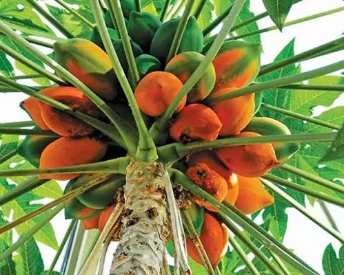 Papaya